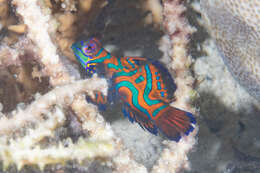 Image of Mandarinfish