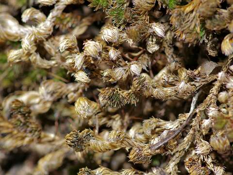 Selaginella peruviana (Milde) Hieron. resmi