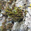 Image of <i>Lewinskya acuminata</i>