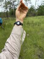 Image of River-Swamp Nut-Rush