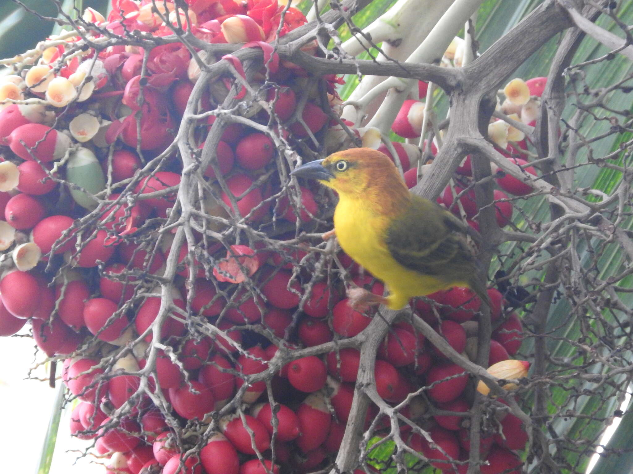 Image of Principe Golden Weaver