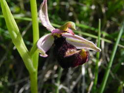 Слика од <i>Ophrys <i>bertolonii</i></i> subsp. bertolonii