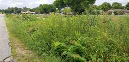 Silphium integrifolium var. laeve Torr. & A. Gray resmi