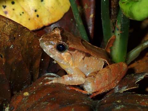 Image of Palawan Wart Frog