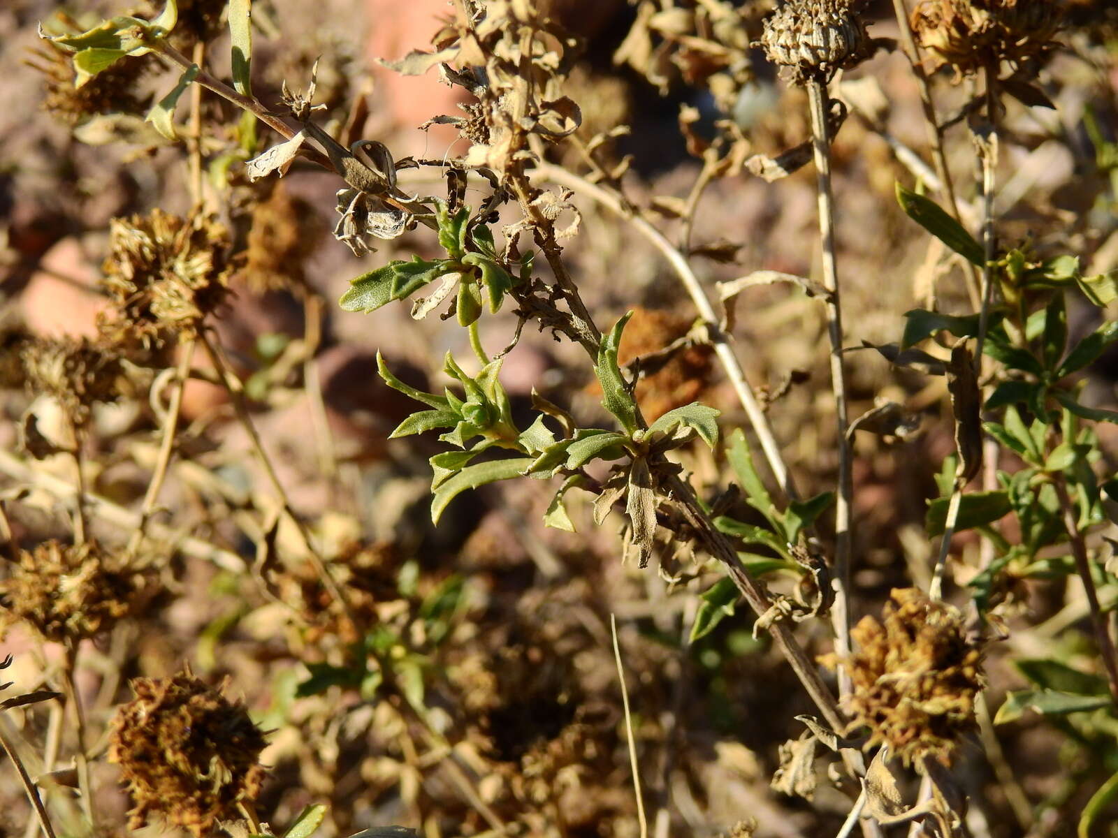 Imagem de Grindelia pulchella Dunal