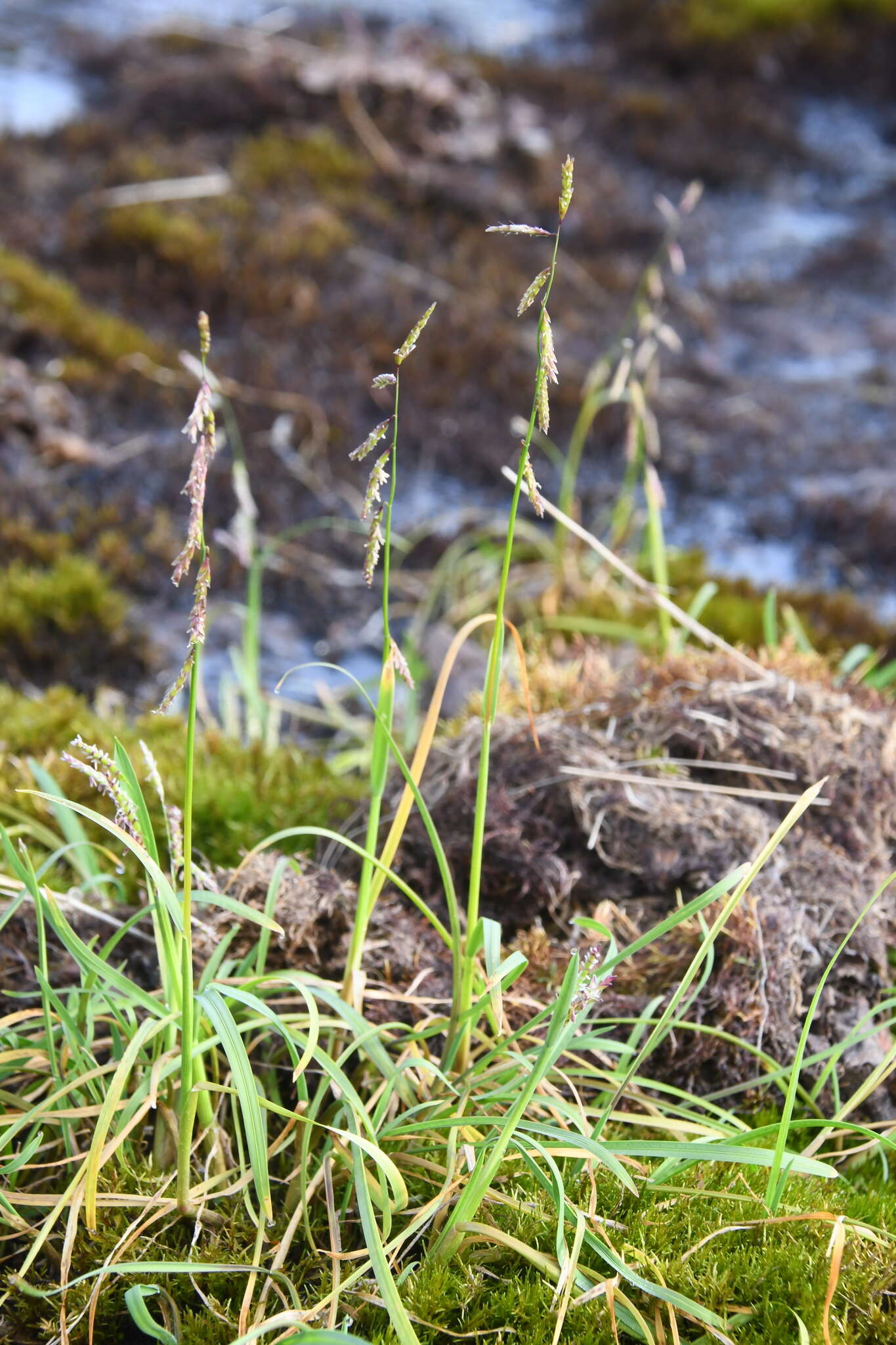 Image of false semaphoregrass