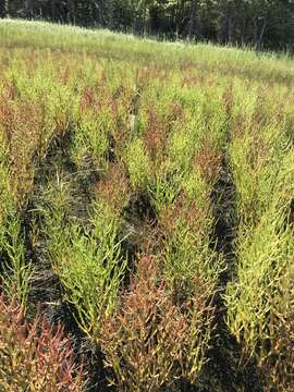 Слика од Salicornia maritima S. L. Wolff & R. L. Jefferies