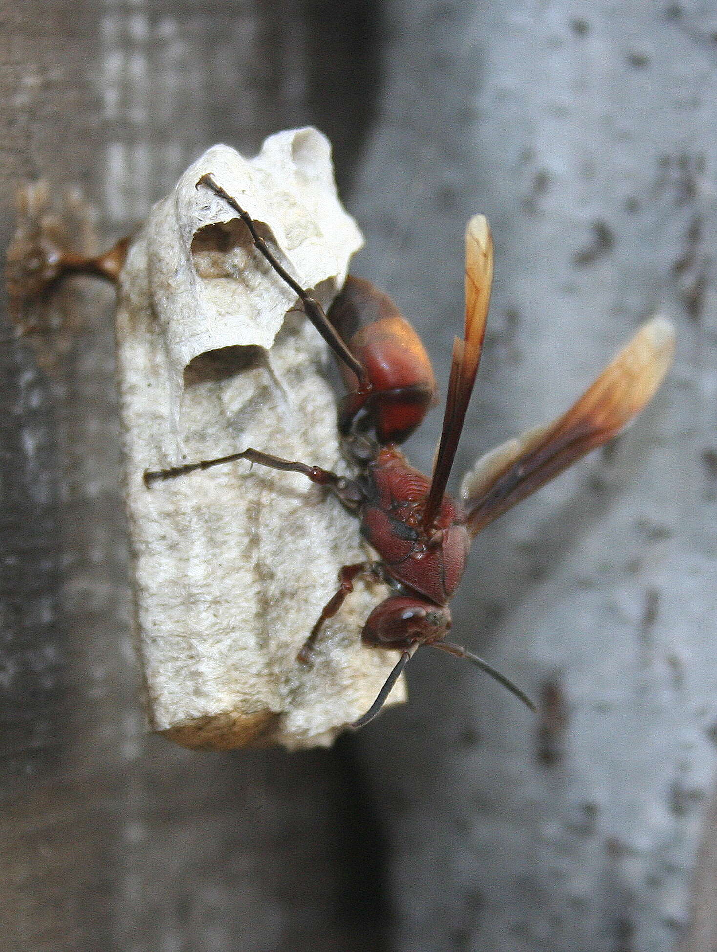 Image of Polistes tenebricosus Lepeletier 1836