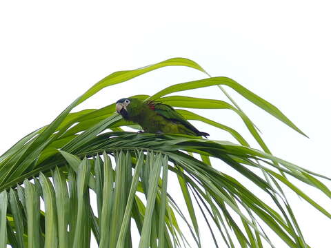 Image of Noble macaw