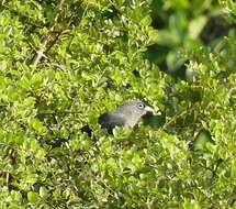 Image of Blue-faced Malkoha