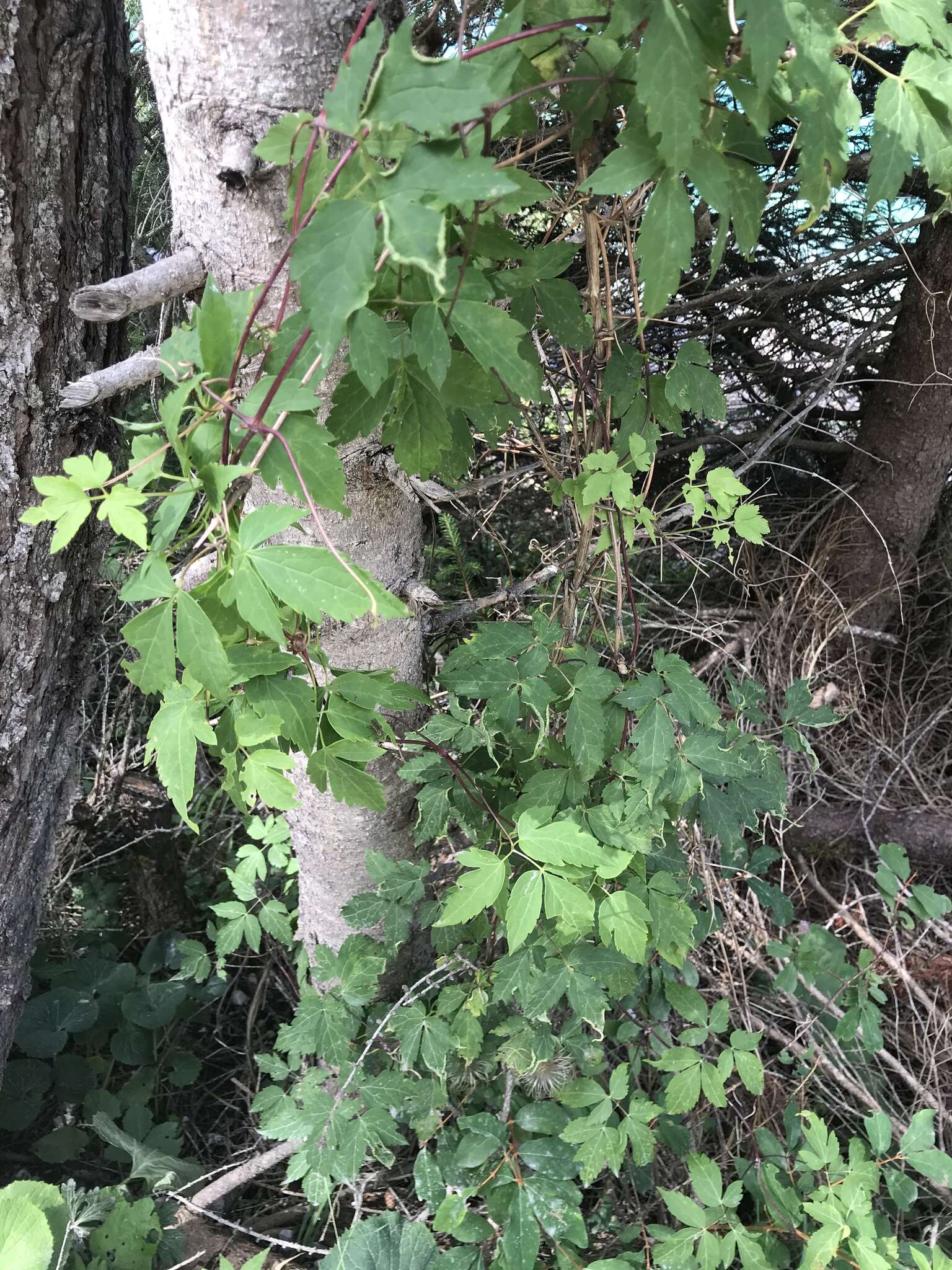 Слика од Clematis alpina (L.) Miller