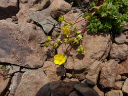 Image of sparseleaf cinquefoil