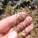 Слика од Pennellia longifolia (Benth.) Rollins