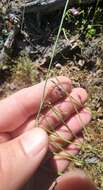 Image de Pennellia longifolia (Benth.) Rollins