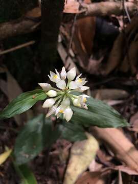 Image of Tropidia nipponica Masam.