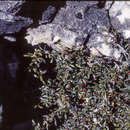 Image de Rhamnus myrtifolia Willk.