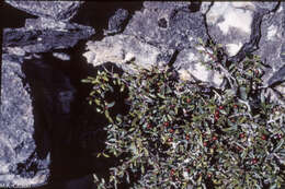 Image of Rhamnus myrtifolia Willk.