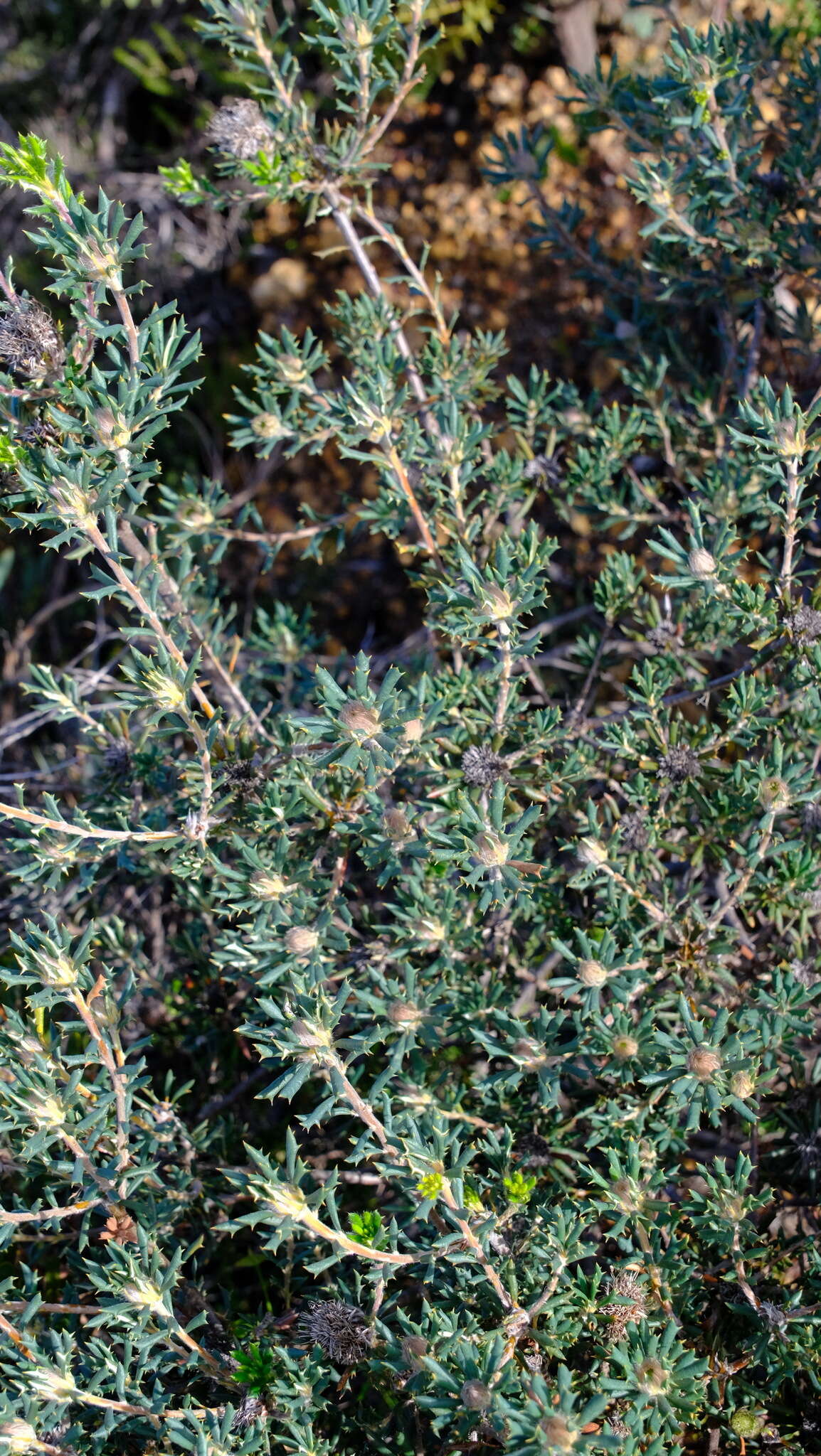 Image of Banksia carlinoides (Meissn.) A. R. Mast & K. R. Thiele