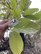 Plancia ëd Alnus nepalensis D. Don