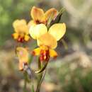 Image of Diuris brockmanii