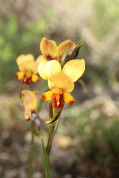 Image of Diuris brockmanii