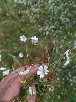 Image of Regel's chickweed