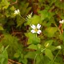 Image of Cerastium davuricum Fischer