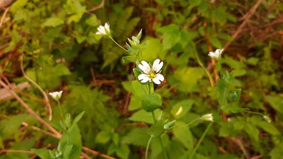 Image of Cerastium davuricum Fischer