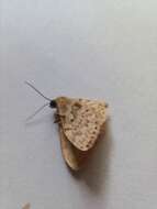 صورة Idaea inquinata Scopoli 1763