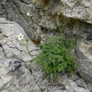 Image of Anemone baldensis subsp. pavoniana (Boiss.) Lainz