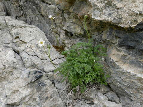 Anemone baldensis subsp. pavoniana (Boiss.) Lainz resmi