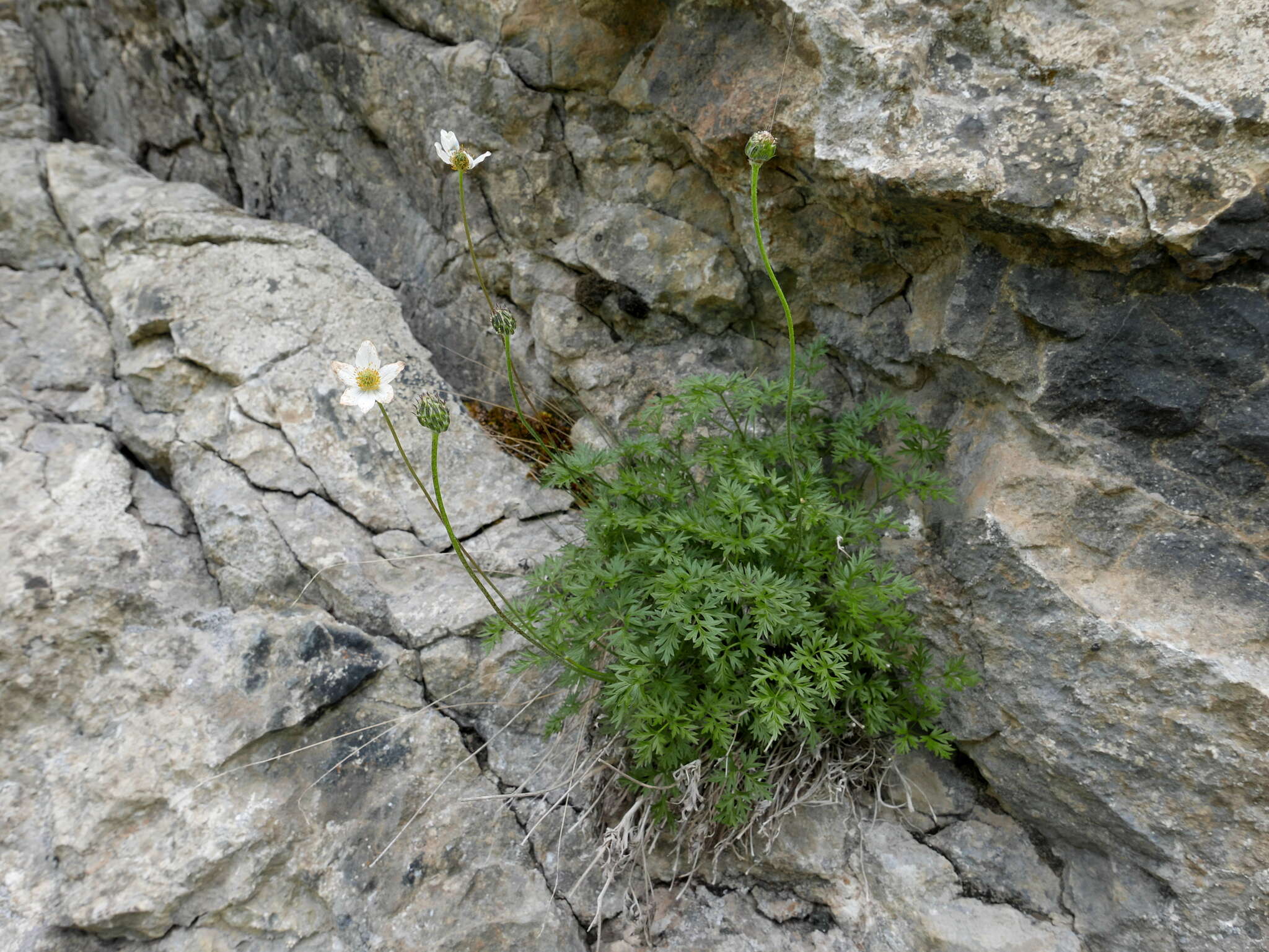 Image of Anemone baldensis subsp. pavoniana (Boiss.) Lainz