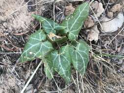 Image of Antirrhinum wislizenii (Engelm. ex A. Gray) Tidestr.