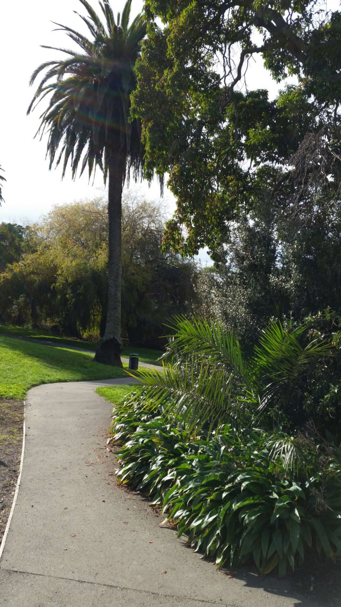 Image of Canary Island date palm