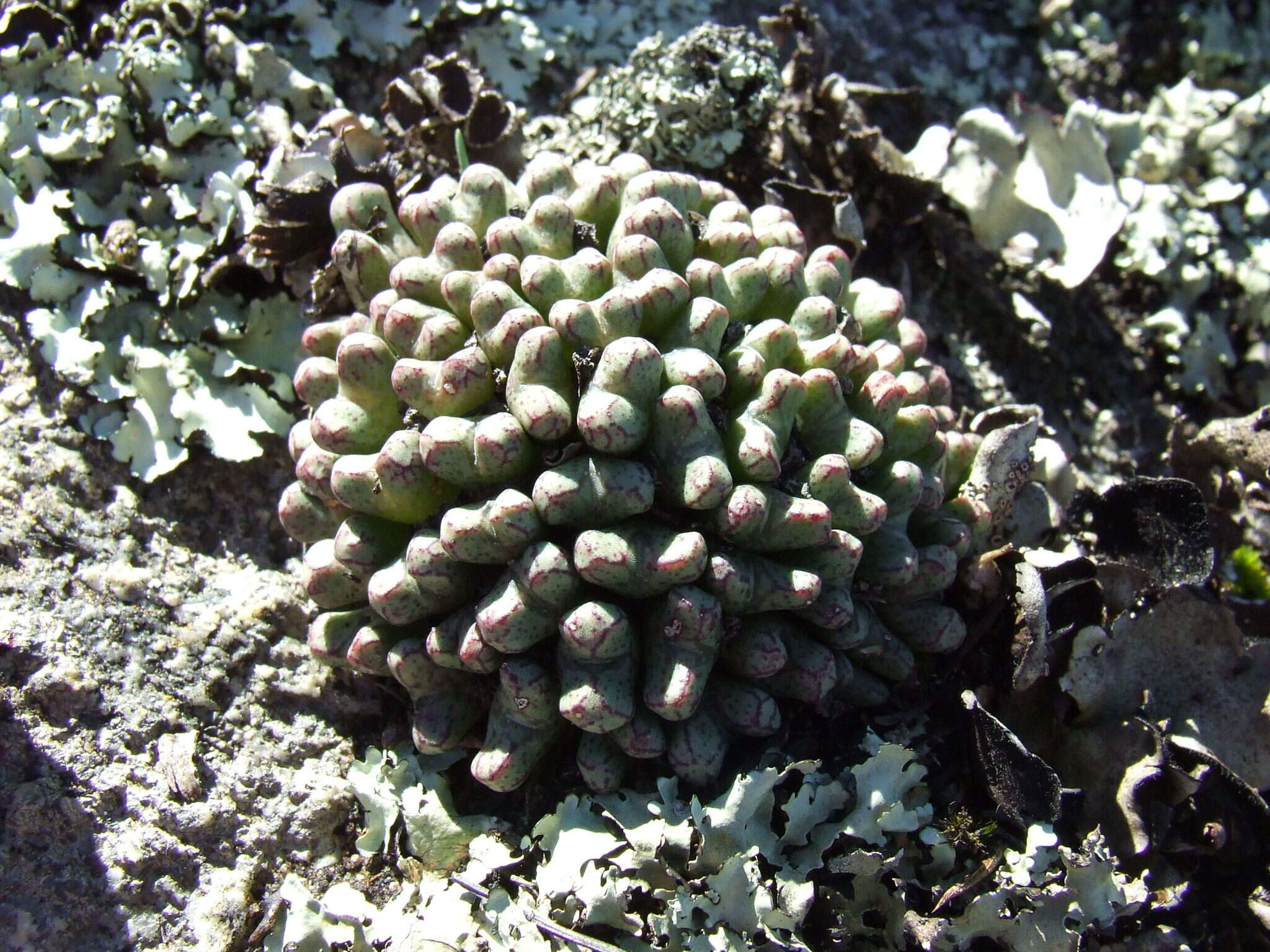 Image of Conophytum turrigerum (N. E. Br.) N. E. Br.