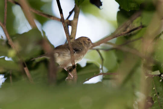 Image of Beccari's Scrubwren