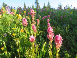 Image of Olympic Indian paintbrush