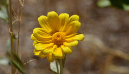 Image of Common Woolly Sunflower