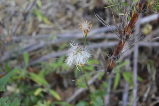 صورة Senecio pilquensis Buek