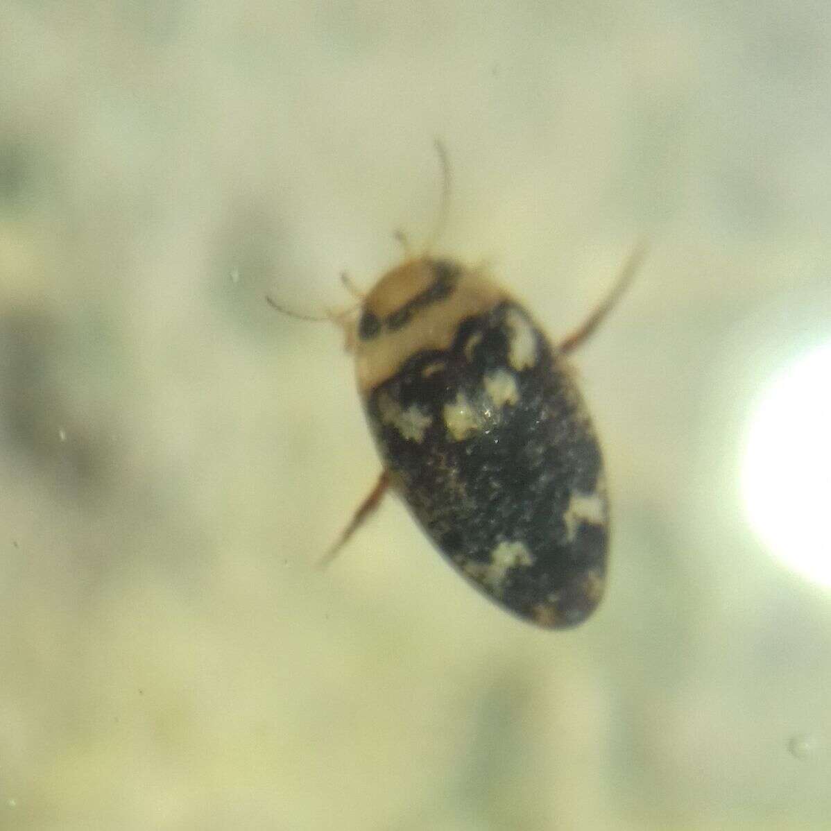 Image of Water beetle