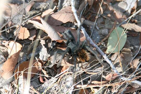 Image of Aphonopelma madera Hamilton, Hendrixson & Bond 2016