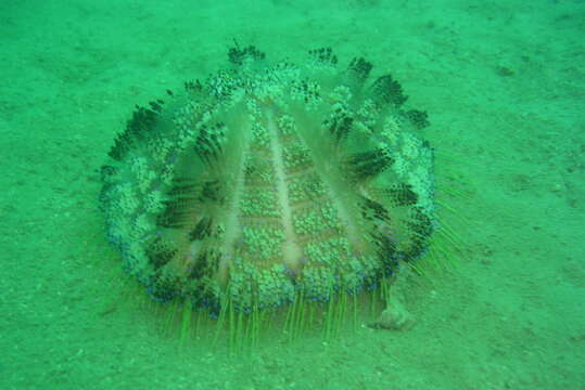 Image of variable fire urchin