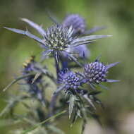 Eryngium amethystinum L. resmi