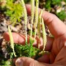 Image of Austrolycopodium magellanicum (Beauv.) Holub