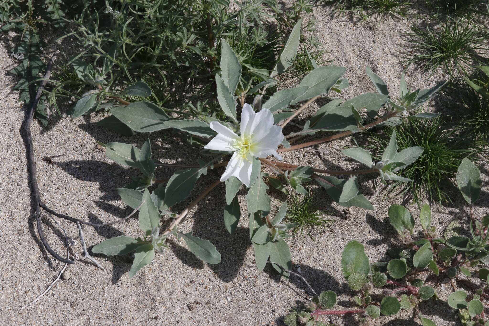 Imagem de Oenothera deltoides Torr. & Frem.