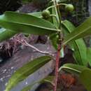 Image de Peddiea involucrata Baker