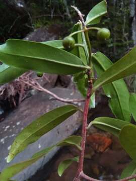 Image de Peddiea involucrata Baker