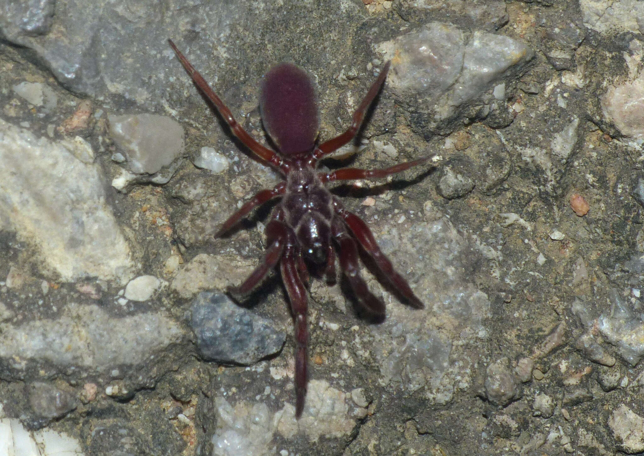 Image de Stenochilus crocatus Simon 1884