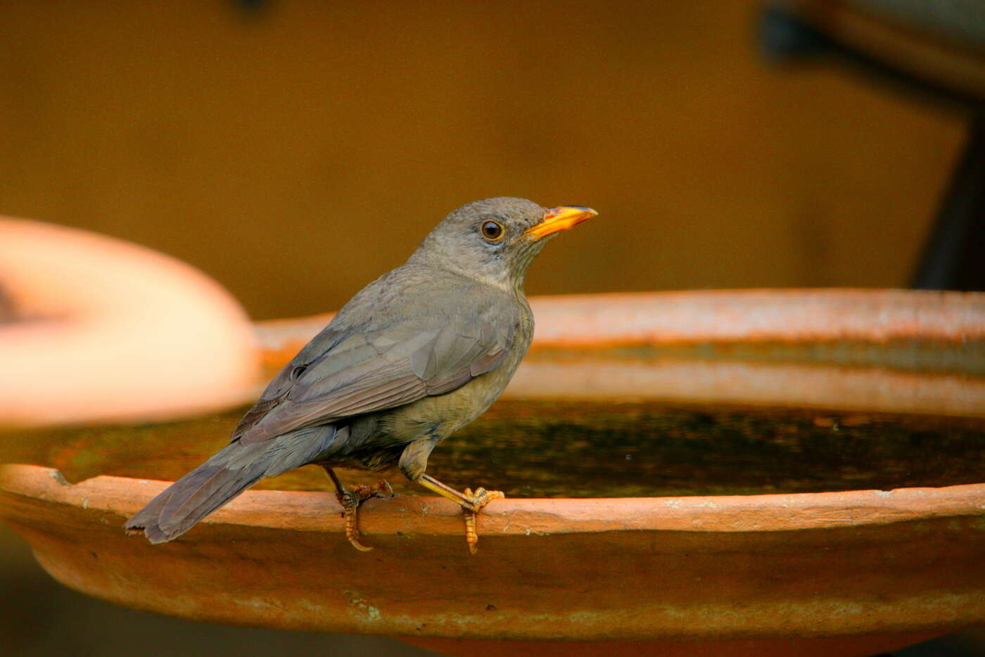 Image of Karoo Thrush