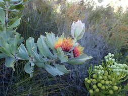 Image of Leucospermum mundii Meissn.